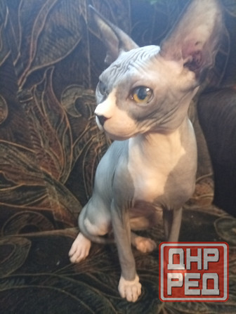 Продается девочка канадского сфинкса Макеевка - изображение 2