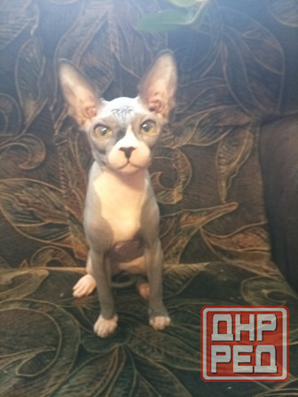 Продается девочка канадского сфинкса Макеевка - изображение 6