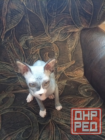 Продается девочка канадского сфинкса Макеевка - изображение 3