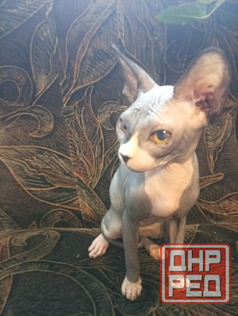 Продается девочка канадского сфинкса Макеевка - изображение 1