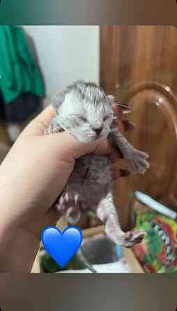 Бронь котята шотландские Донецк