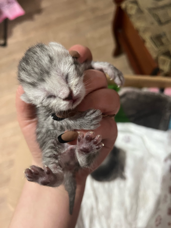 Бронь котята шотландские Донецк