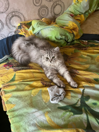 Бронь котята шотландские Донецк