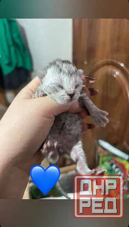 Бронь котята шотландские Донецк - изображение 2