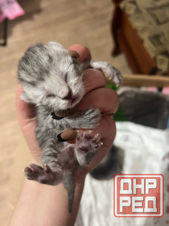 Бронь котята шотландские Донецк - изображение 1