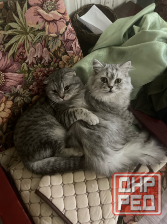 Бронь котята шотландские Донецк - изображение 3