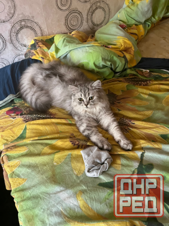 Бронь котята шотландские Донецк - изображение 4