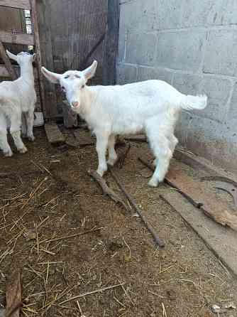 Зааненские козочки,козлики Мариуполь
