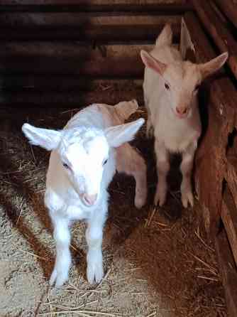 Зааненские козочки,козлики Мариуполь