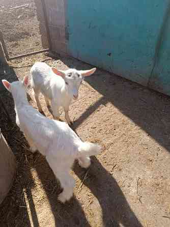 Зааненские козочки,козлики Мариуполь