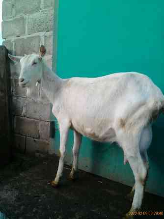 Зааненские козочки,козлики Мариуполь