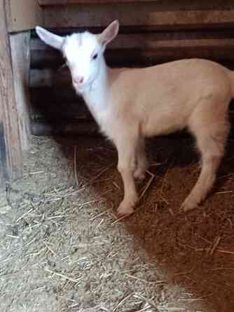 Зааненские козочки,козлики Мариуполь