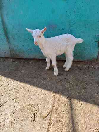 Зааненские козочки,козлики Мариуполь