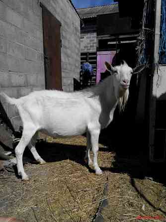 Зааненские козочки,козлики Мариуполь