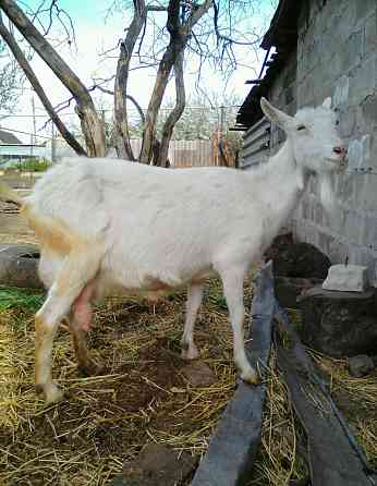 Зааненские козочки,козлики Мариуполь