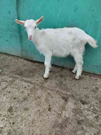 Зааненские козочки,козлики Мариуполь