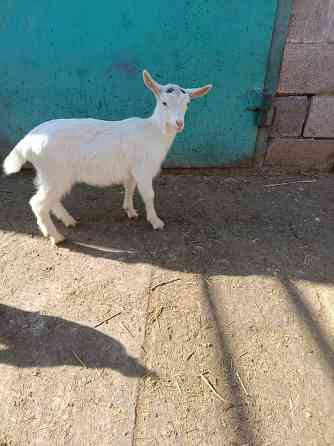 Зааненские козочки,козлики Мариуполь