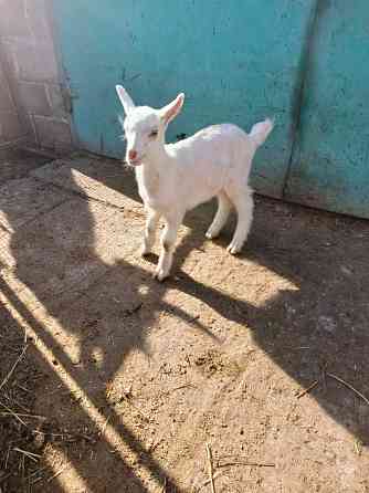 Зааненские козочки,козлики Мариуполь