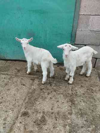 Зааненские козочки,козлики Мариуполь