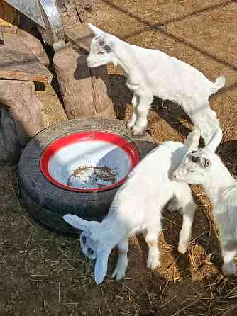 Зааненские козочки,козлики Мариуполь