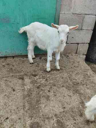 Зааненские козочки,козлики Мариуполь