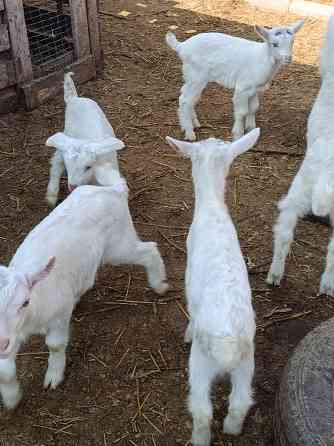 Зааненские козочки,козлики Мариуполь