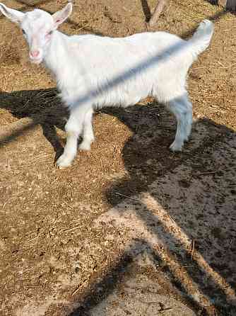 Зааненские козочки,козлики Мариуполь