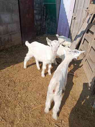 Зааненские козочки,козлики Мариуполь