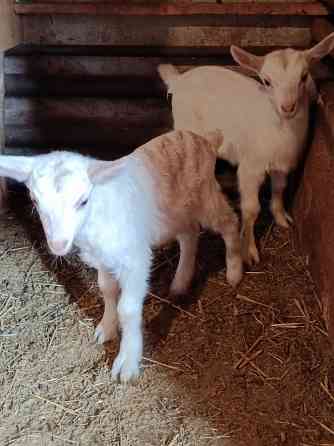 Зааненские козочки,козлики Мариуполь