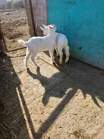 Зааненские козочки,козлики Мариуполь