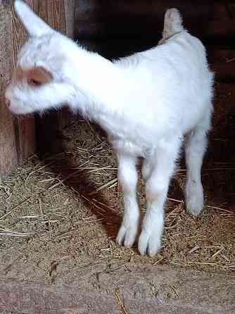 Зааненские козочки,козлики Мариуполь