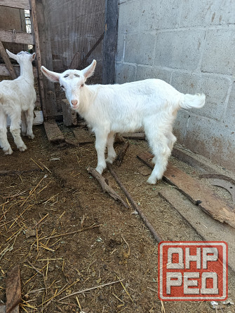 Зааненские козочки,козлики Мариуполь - изображение 1