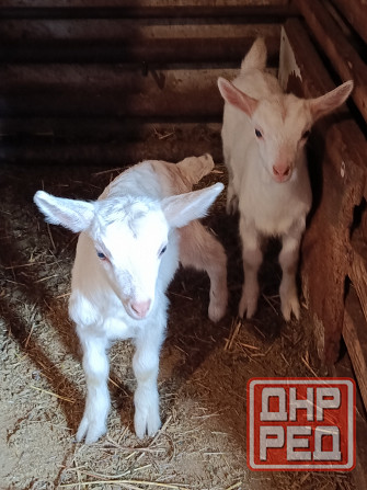 Зааненские козочки,козлики Мариуполь - изображение 3