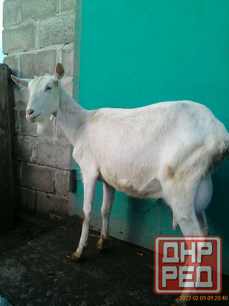 Зааненские козочки,козлики Мариуполь - изображение 7