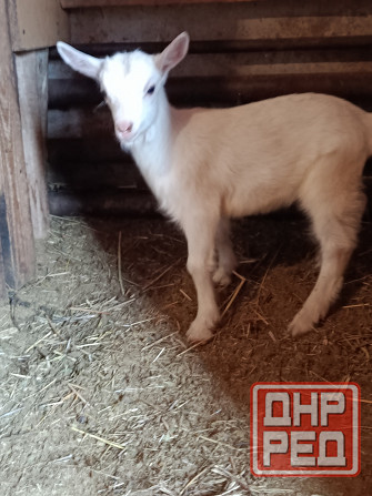 Зааненские козочки,козлики Мариуполь - изображение 1