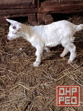 Зааненские козочки,козлики Мариуполь - изображение 5