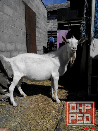 Зааненские козочки,козлики Мариуполь - изображение 8