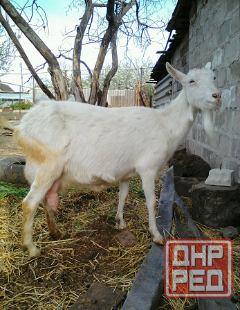 Зааненские козочки,козлики Мариуполь - изображение 6