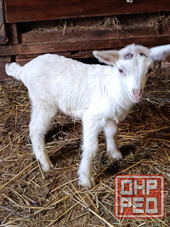 Зааненские козочки,козлики Мариуполь - изображение 4