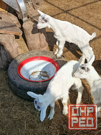 Зааненские козочки,козлики Мариуполь - изображение 3