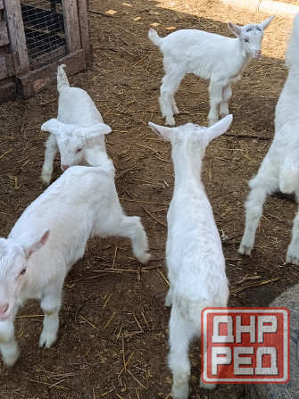 Зааненские козочки,козлики Мариуполь - изображение 2