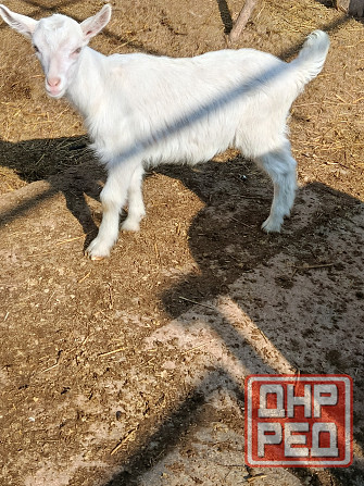Зааненские козочки,козлики Мариуполь - изображение 4