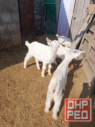 Зааненские козочки,козлики Мариуполь - изображение 5