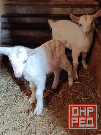 Зааненские козочки,козлики Мариуполь - изображение 2