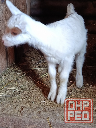 Зааненские козочки,козлики Мариуполь - изображение 6