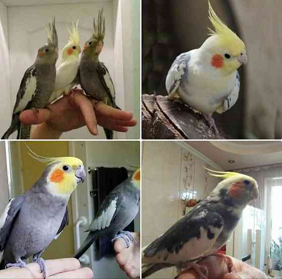 Продам попугаев Нимфа-Корелла Харцызск