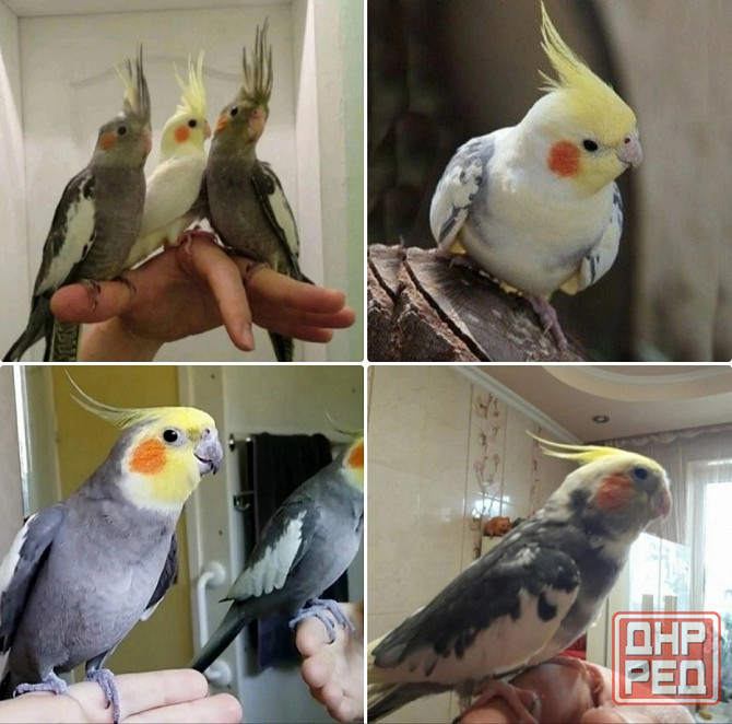 Продам попугаев Нимфа-Корелла Харцызск - изображение 1