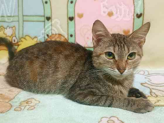 Кошечка, подросток, трёхцветная Донецк