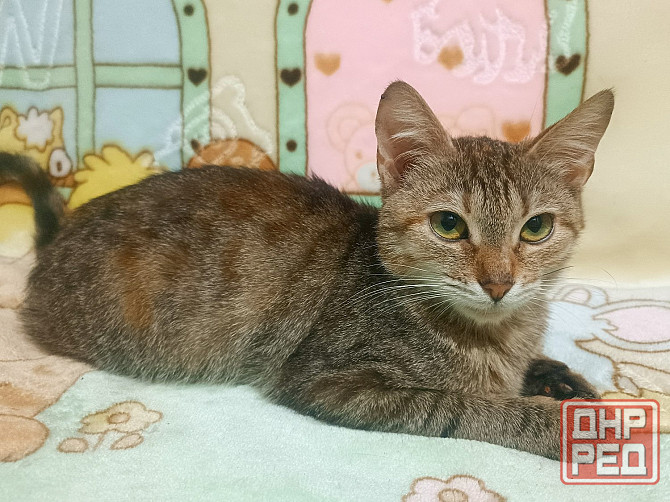 Кошечка, подросток, трёхцветная Донецк - изображение 2