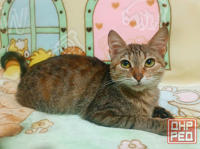 Кошечка, подросток, трёхцветная Донецк - изображение 1